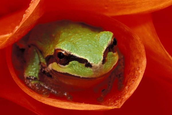 Pacific Chorus frog in dahlia